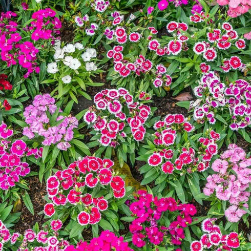 Dianthus baby doll Flowers Seed